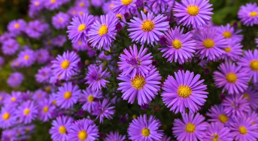 september flowers