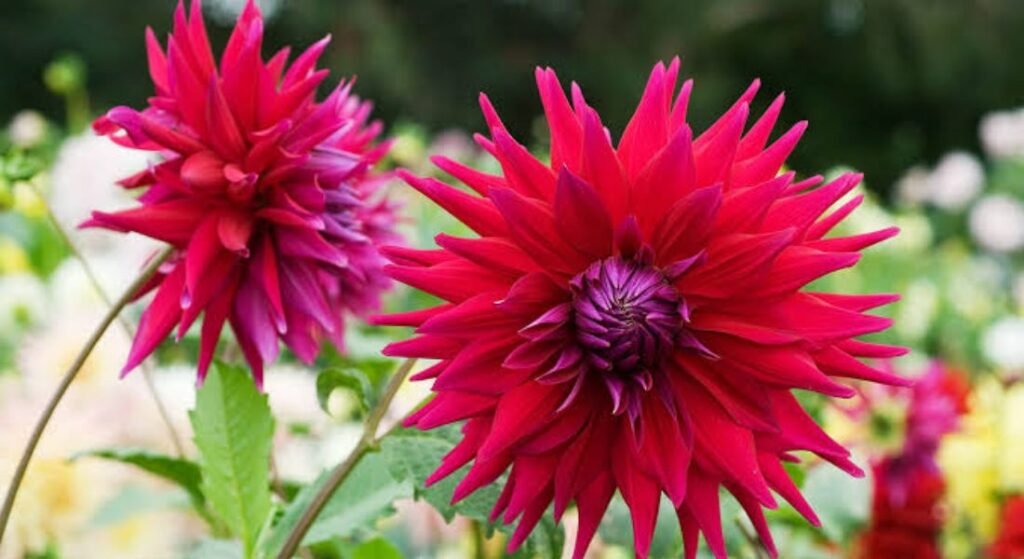 september flowers