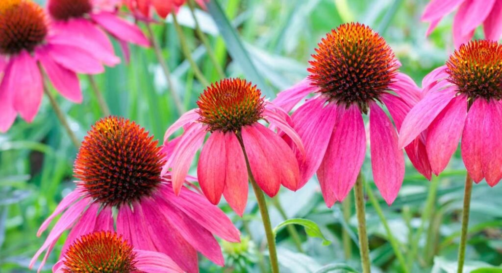 september flowers