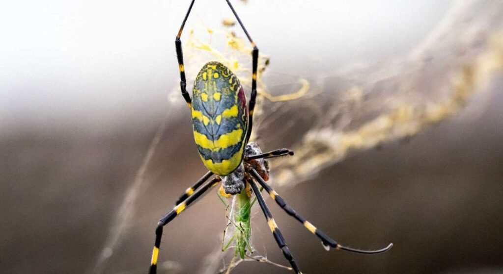 flying spiders