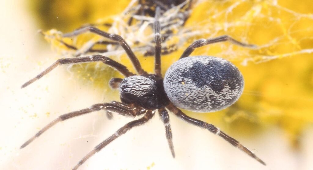 flying spiders