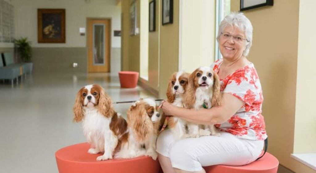 cavalier king charles spaniel