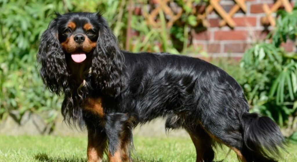 cavalier king charles spaniel