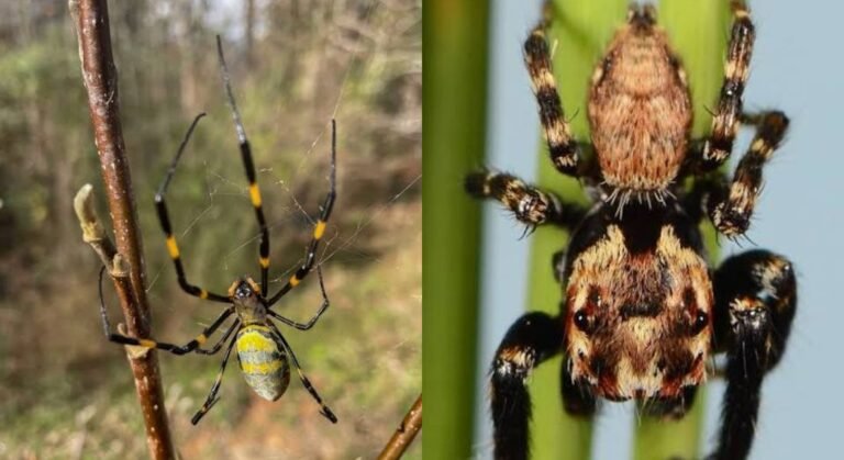 flying spiders
