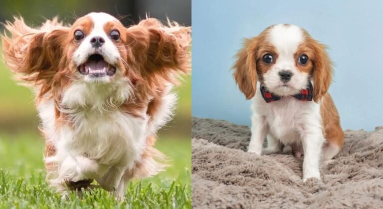 cavalier king charles spaniel